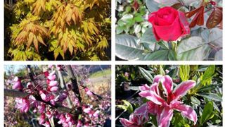 Petit quizz de la journée sur des plantes de pépinière, organisé sur Facebook par le CFPPA de Kerliver. ©CFPPA Kerliver